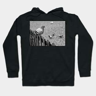 Pigeon on the fence Hoodie